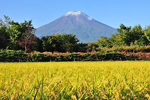 富士山の初雪 初冠雪 初雪化粧とは 富士山net ふじさんネット 富士山情報 まるごとおまかせ